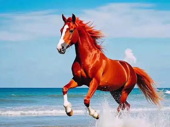 属马人走大运的年龄,属马人2025年的运气和财运