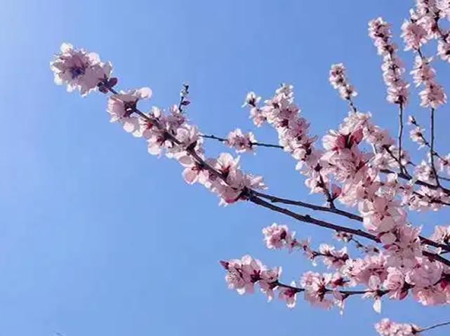 2024年需谨慎面对感情挑战的生肖